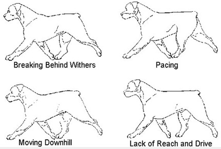 Incorrect Rottweiler gaits