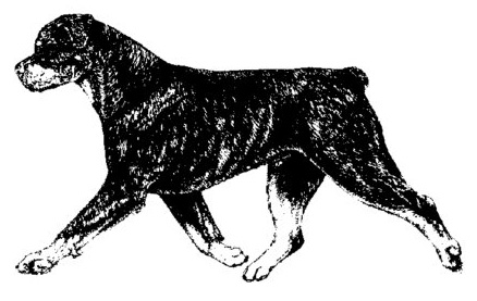 Rottweiler in correct gait