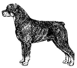Correct Rottweiler image standing