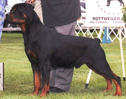 Adult Rottweiler Dog