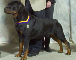 Adult Rottweiler Dog