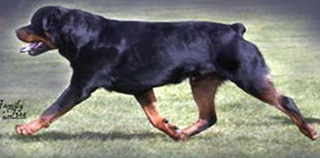 Photo: Male Rottweiler gaiting